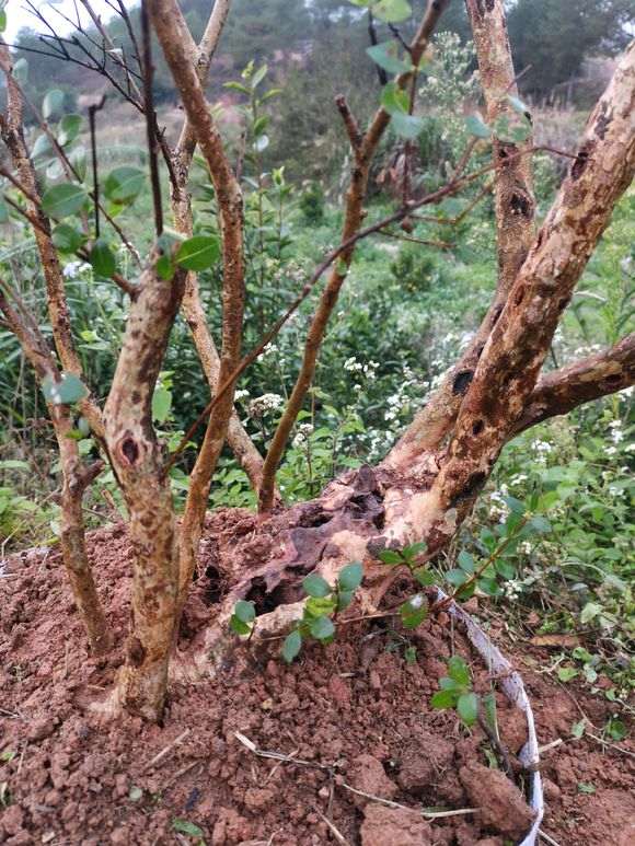 请问是赤楠下山桩 还是黄杨 怎么区分 图片