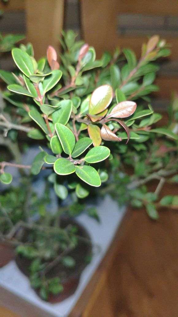 请问是赤楠下山桩 还是黄杨 怎么区分 图片