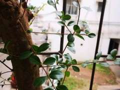 请问是赤楠下山桩 还是黄杨 怎么区分 图片