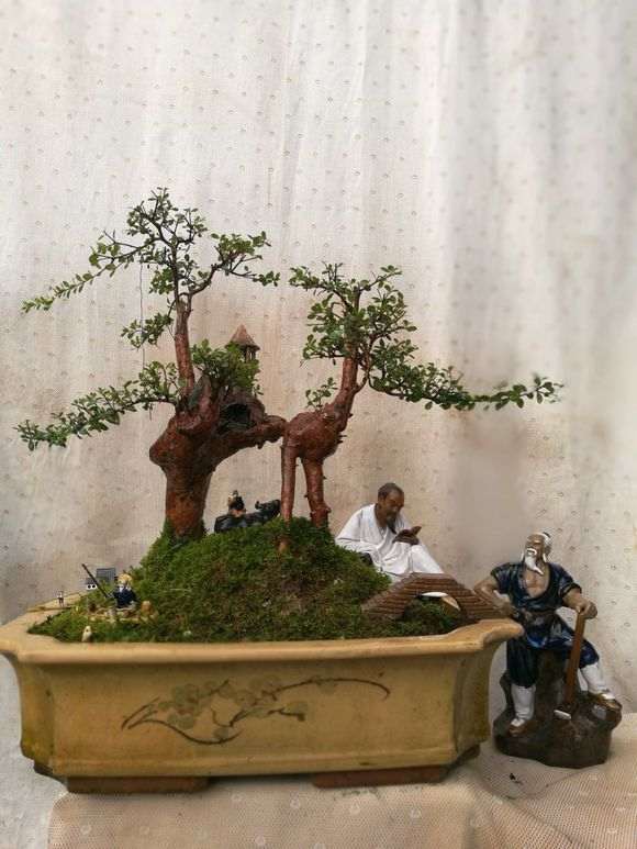 三叶赤楠下山桩种了一年多了 上些图片