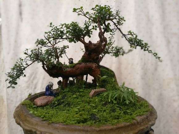 三叶赤楠下山桩种了一年多了 上些图片