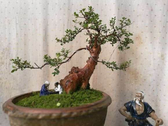 三叶赤楠下山桩种了一年多了 上些图片