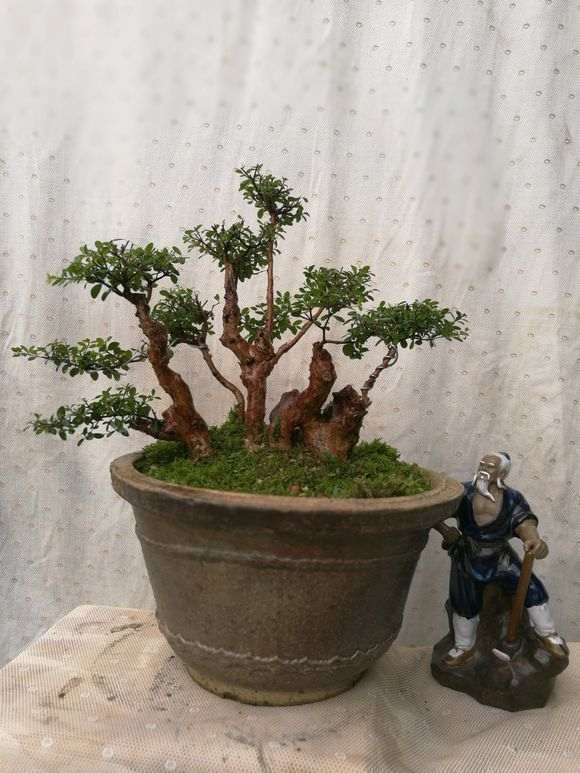 三叶赤楠下山桩种了一年多了 上些图片