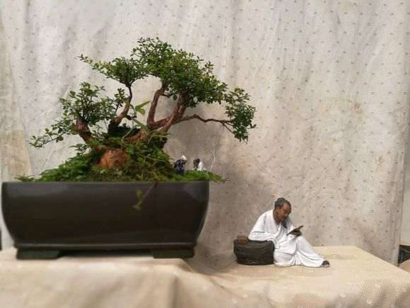 三叶赤楠下山桩种了一年多了 上些图片