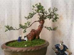 三叶赤楠下山桩种了一年多了 上些图片