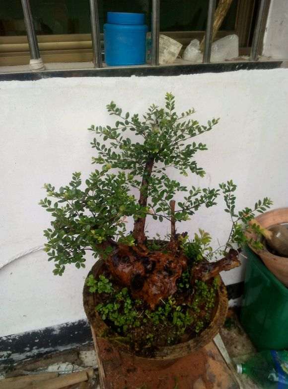 分享一下我的赤楠下山桩 图片