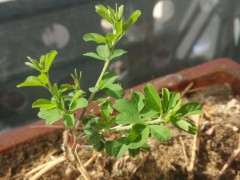 大佬们 这是三叶赤楠下山桩吗 图片