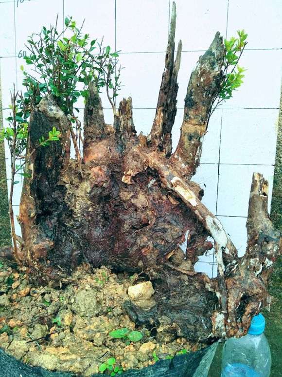 赤楠下山桩有那么值钱吗 30元 随便你挖