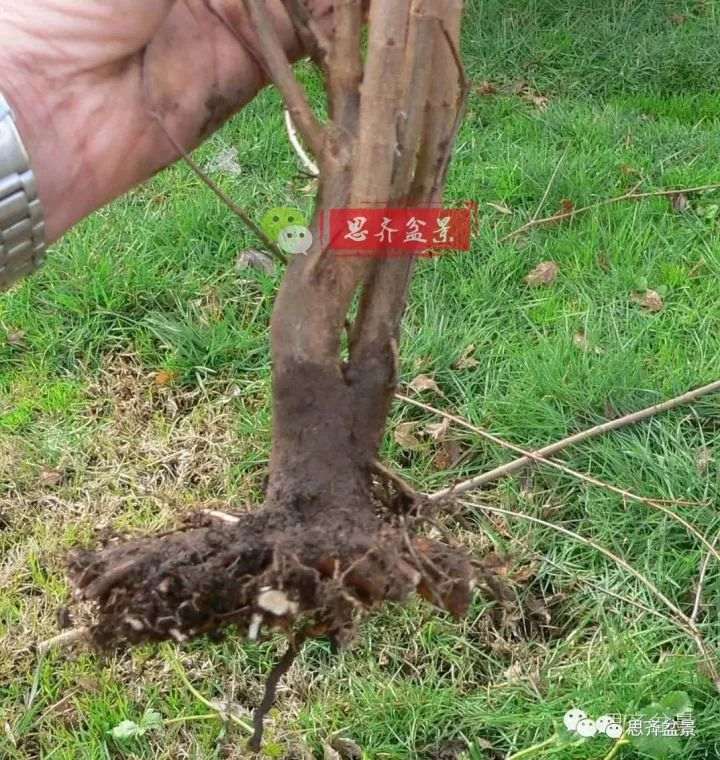 三角枫下山桩怎么修剪的方法