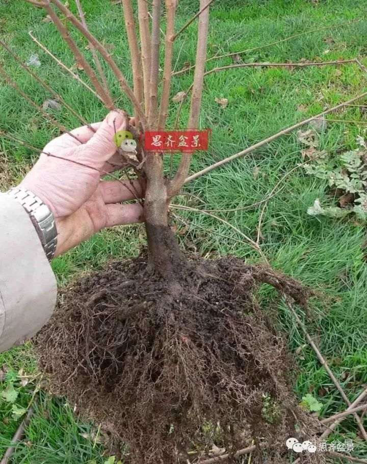 三角枫下山桩怎么修剪的方法