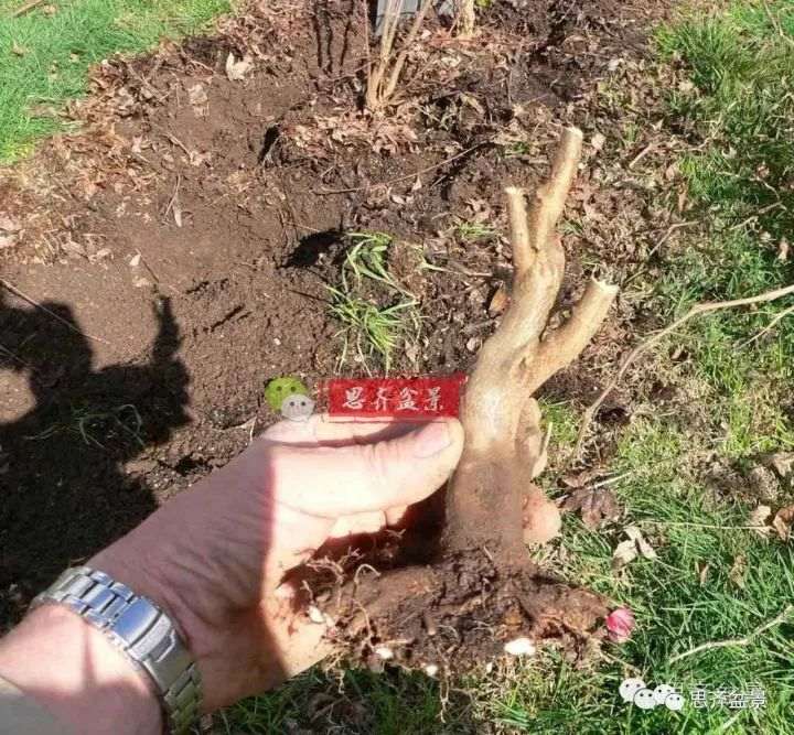 三角枫下山桩怎么修剪的方法