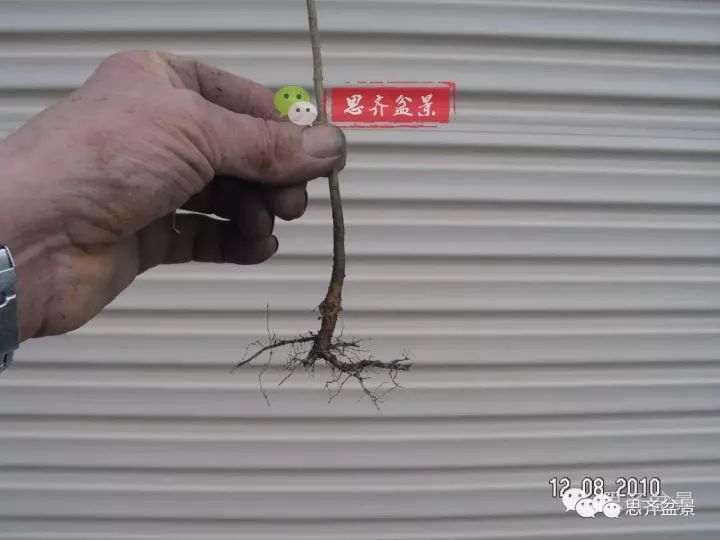 三角枫下山桩怎么修剪的方法