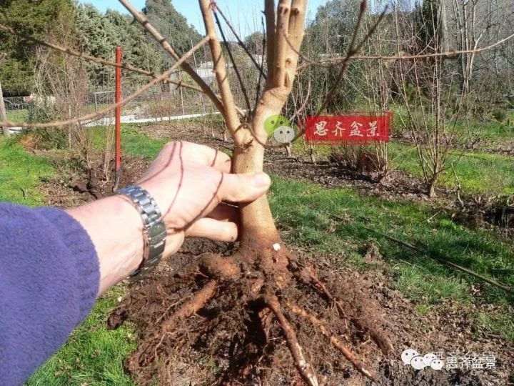 三角枫下山桩怎么修剪的方法