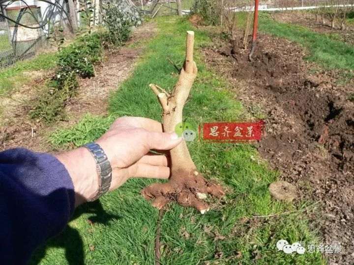 三角枫下山桩怎么修剪的方法