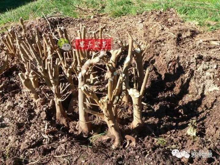 三角枫下山桩怎么修剪的方法