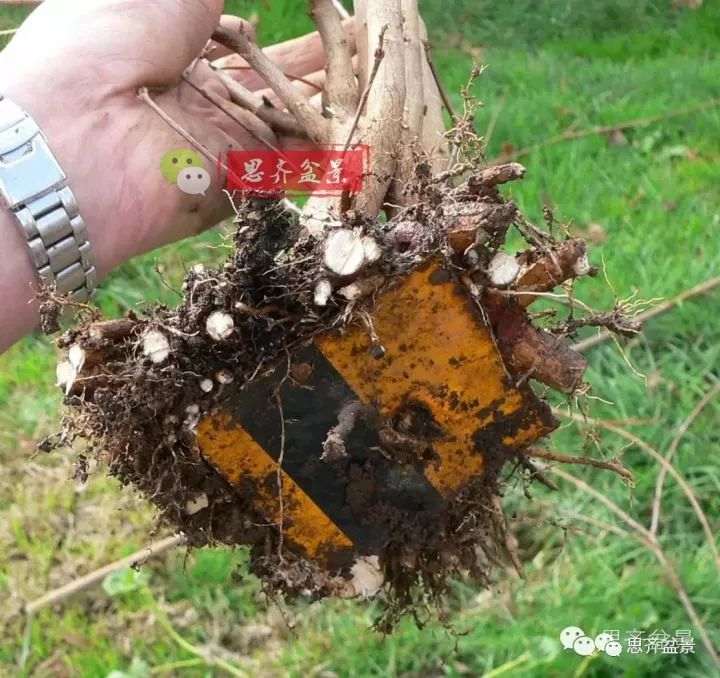 三角枫下山桩怎么修剪的方法