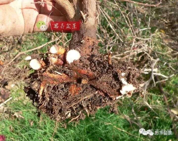 三角枫下山桩怎么修剪的方法