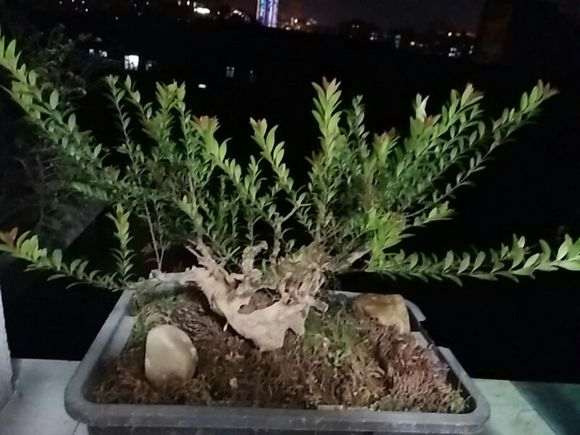 这到底是什么品种的赤楠下山桩 图片