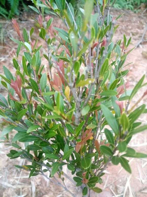 这到底是什么品种的赤楠下山桩 图片