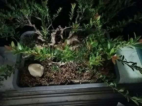 这到底是什么品种的赤楠下山桩 图片