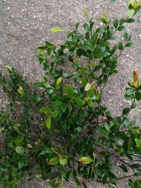 请问这是赤楠下山桩吗 图片 谢谢