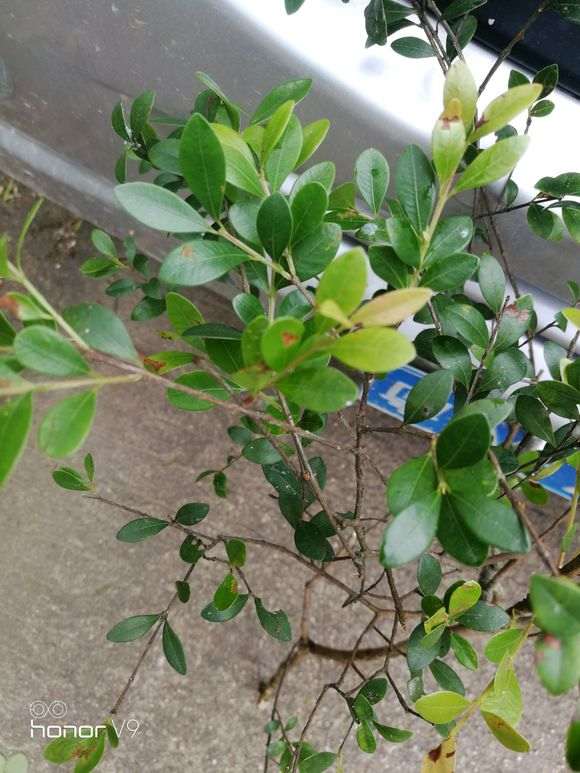 请问这是赤楠下山桩吗 图片 谢谢