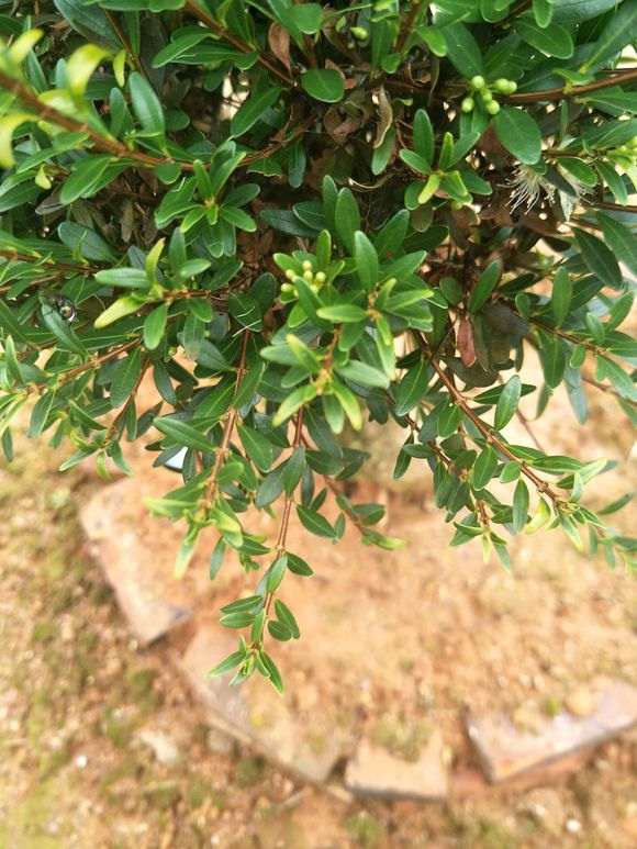 请问这是赤楠下山桩吗 图片 谢谢