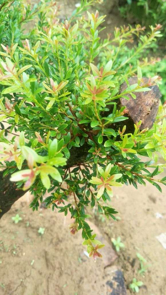 请问这是赤楠下山桩吗 图片 谢谢