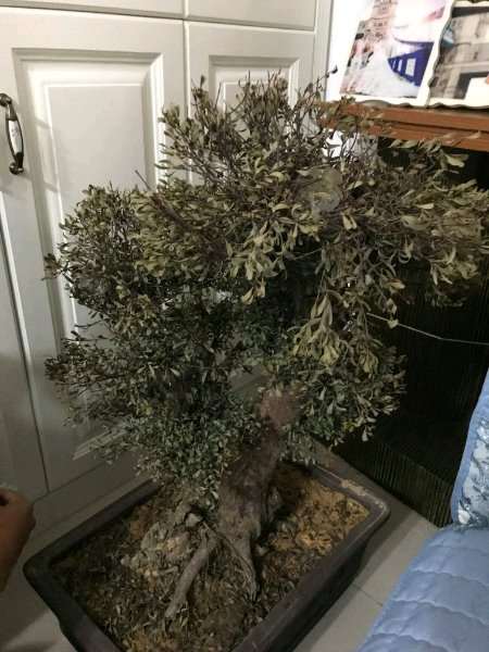 赤楠下山桩变这样子了 是枯死了吗 图片