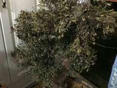 赤楠下山桩变这样子了 是枯死了吗 图片