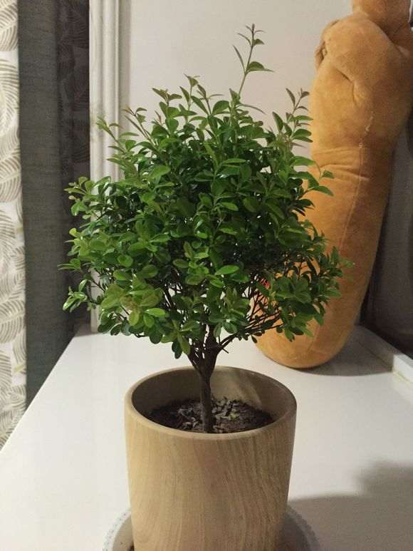 小赤楠下山桩长的有点快 怎么办 图片
