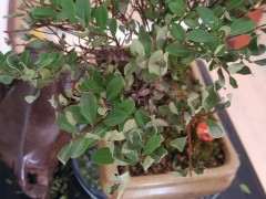 小赤楠下山桩长的有点快 怎么办 图片