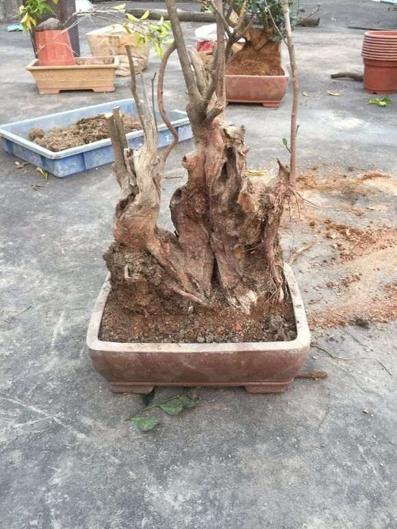 为什么赤楠下山桩不能提根 图片