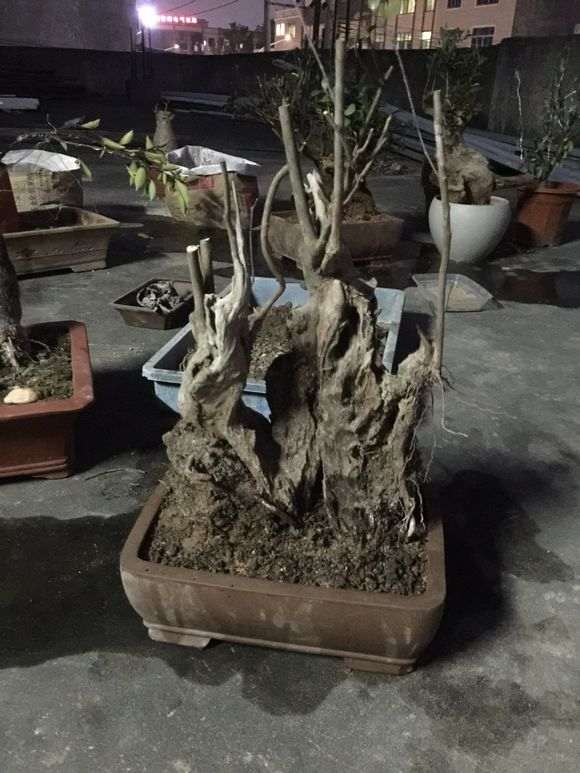 为什么赤楠下山桩不能提根 图片