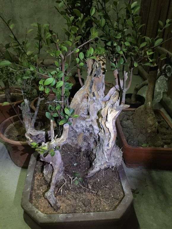 为什么赤楠下山桩不能提根 图片