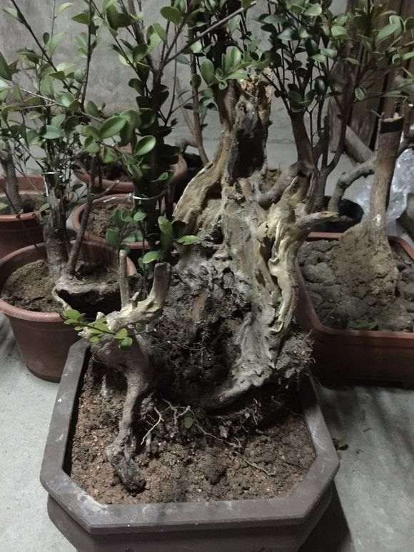 为什么赤楠下山桩不能提根 图片