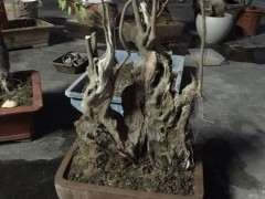 为什么赤楠下山桩不能提根 图片