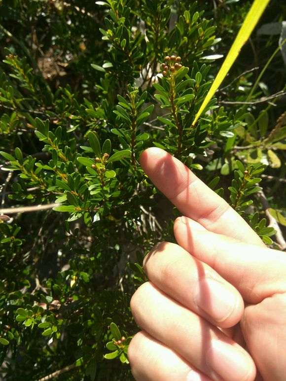 这是什么树 赤楠下山桩吗 图片