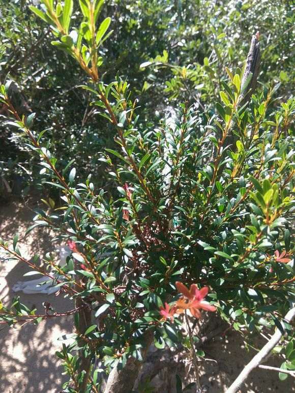 这是什么树 赤楠下山桩吗 图片