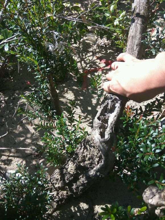 这是什么树 赤楠下山桩吗 图片