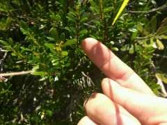 这是什么树 赤楠下山桩吗 图片