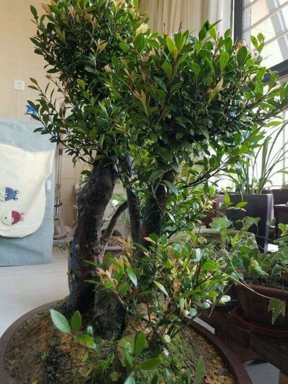 为什么红芽赤楠下山桩才是上品 图片