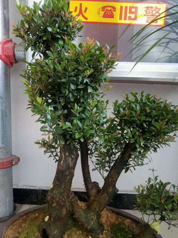 为什么红芽赤楠下山桩才是上品 图片