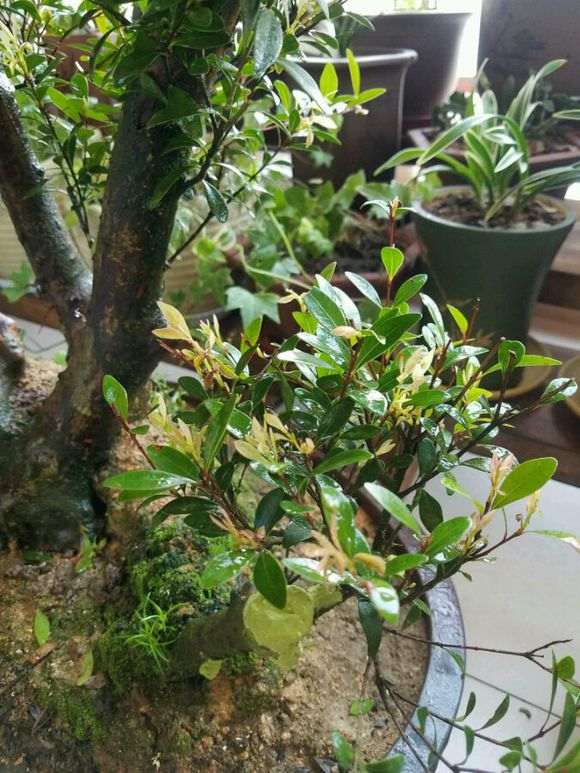 为什么红芽赤楠下山桩才是上品 图片