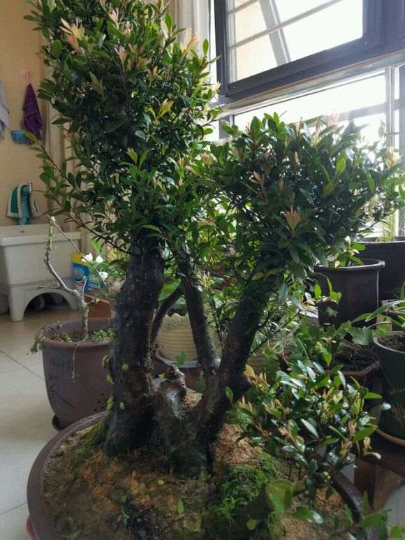 为什么红芽赤楠下山桩才是上品 图片