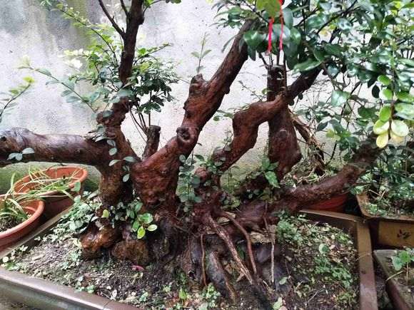 这个赤楠下山桩估价600元 贵吗 图片