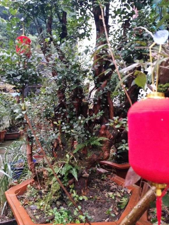 这个赤楠下山桩估价600元 贵吗 图片