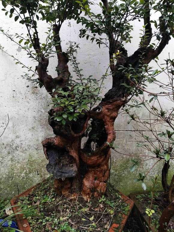 这个赤楠下山桩估价600元 贵吗 图片