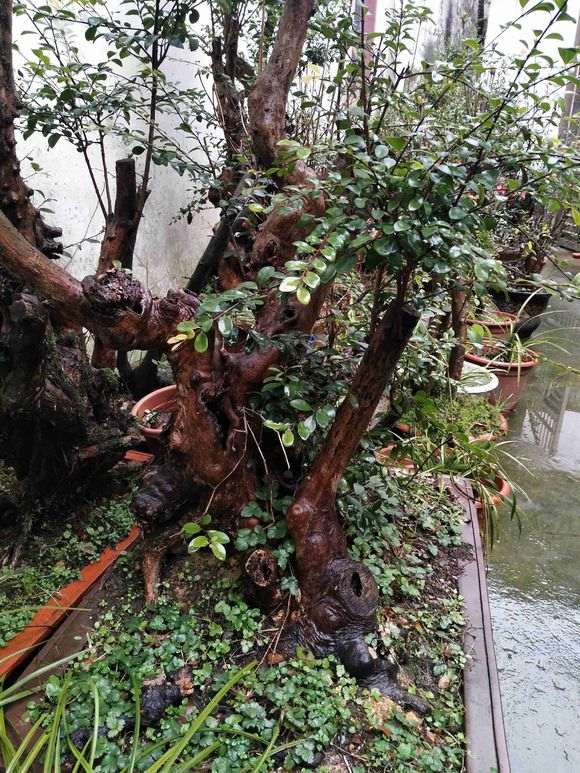 这个赤楠下山桩估价600元 贵吗 图片