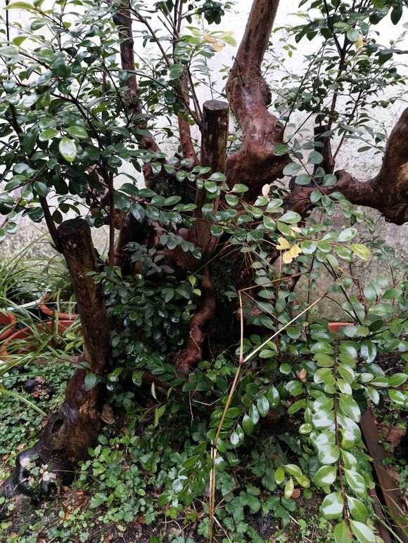 这个赤楠下山桩估价600元 贵吗 图片